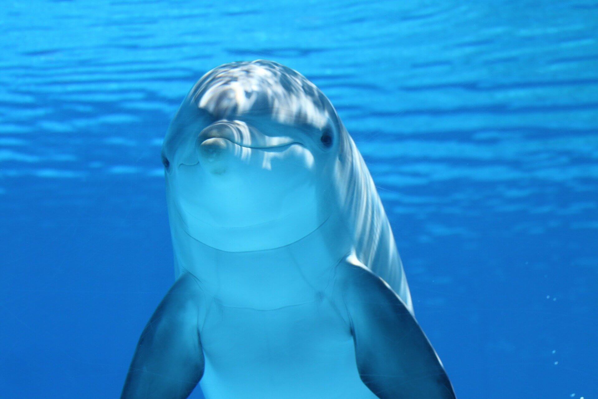 Sunblue - Mascote